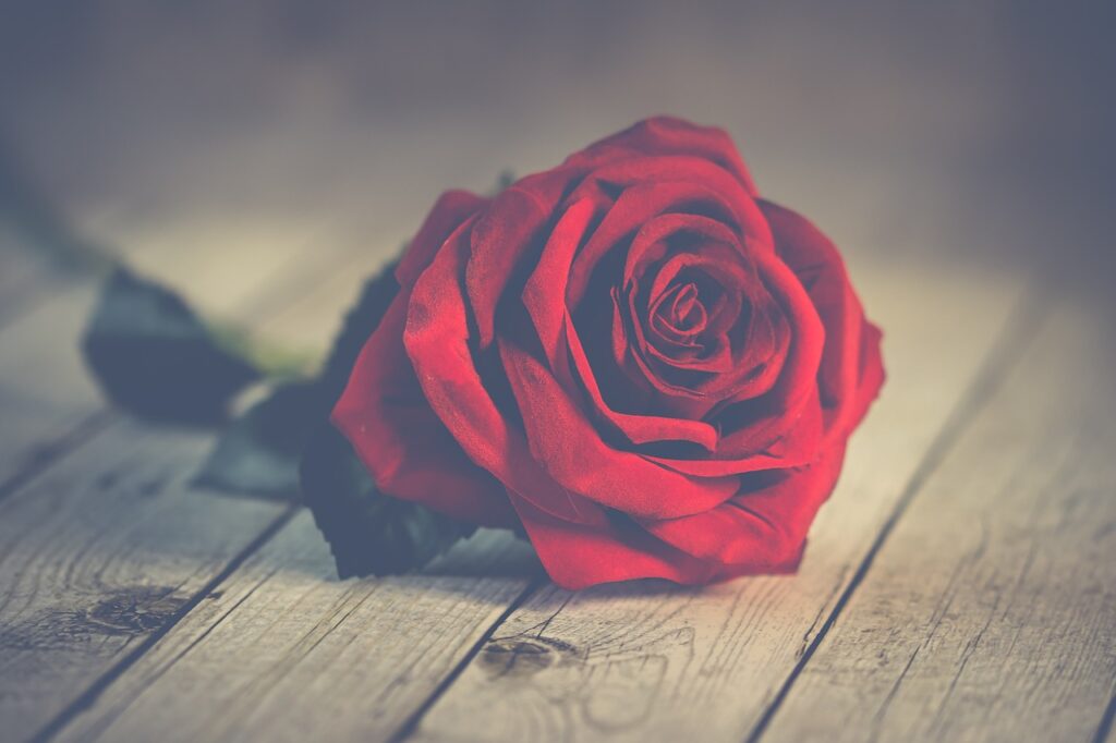 rose-flower-red-rose-3061486 rose, flower, red rose-3061486.jpg